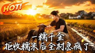 一糯千金，拒收糯米后全村急疯了