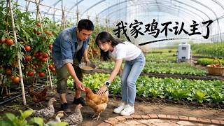 我家鸡不认主了