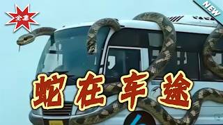 Snakes on the Journey