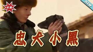 忠犬小黑