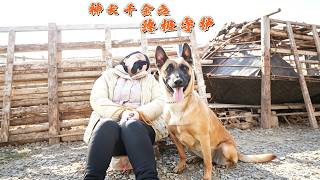 神犬千金之终极守护