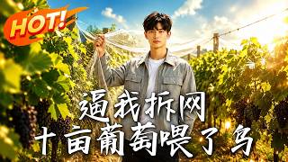 逼我拆网，十亩葡萄餵了鸟