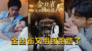 金絲雀的逃亡