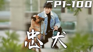 忠犬第1-100集：忠誠的生命