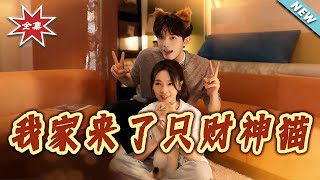 我家来了只财神猫